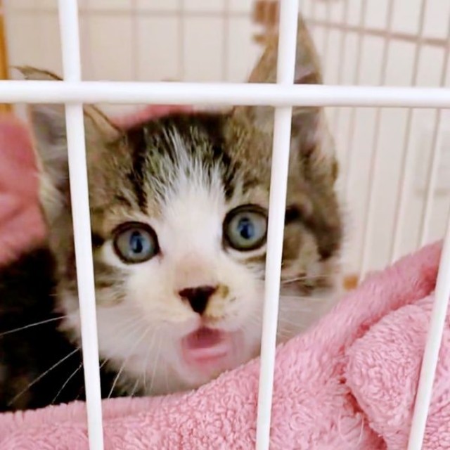 保護当初から甘え上手だったナナくん（画像提供：カカオとナナと飼い主ネモさん）