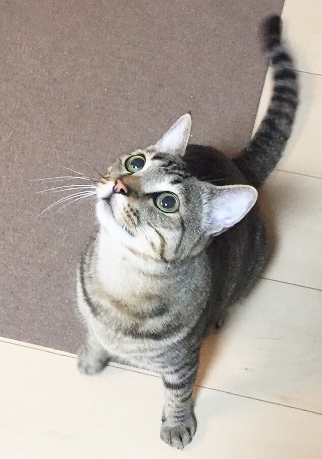 子猫時代、お迎え時のさくらくん（画像提供：さくら＆すみれさん）