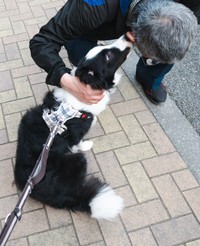 道行く人々に撫でてもらうことが大好き！（提供：エマ/Emma🐾さん）