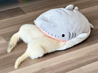 サメのぬいぐるみに頭からすっぽり！  （手前）フェレットのめーさん、（奥）るーさん（画像提供：うたちゅん 夫婦共同どうぶつ垢さん）