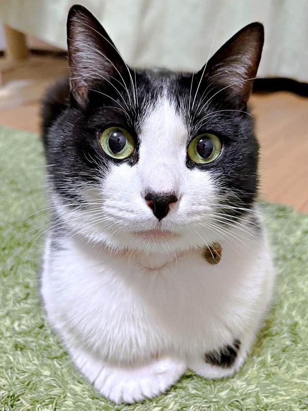 飼い主さん夫婦には甘えん坊になるフジくん（画像提供：ろうそくしっぽのフジさん）