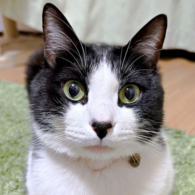 飼い主さん夫婦には甘えん坊になるフジくん（画像提供：ろうそくしっぽのフジさん）