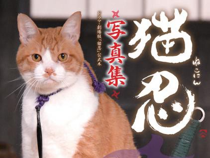 「猫忍」の「金時」は体重８キロ　「ただものではない」存在感