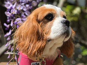 シンデレラのように幸せになってね　食いしん坊なキャバ「エラ」