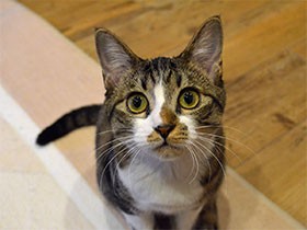 秋葉原に保護猫カフェ　大都会で保護されたワケあり猫が集う