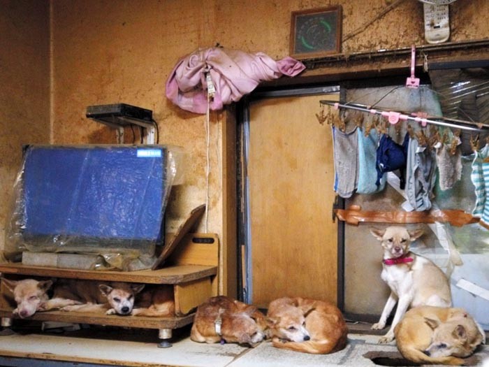 多頭飼育崩壊が起きている部屋の内部（どうぶつ基金提供）