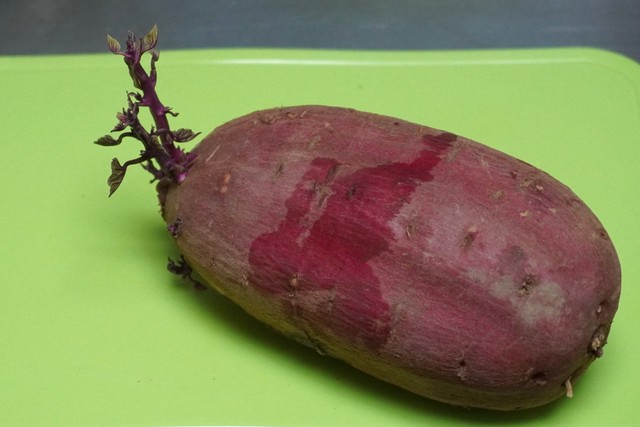 保存していたさつまいも、気づいたら芽が出ていた…※画像はイメージです（PhotoAC）