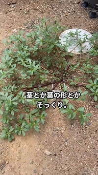 スベリヒユ。茎や葉の形がポーチュラカとよく似ている／はこさん（@hakogarden）提供