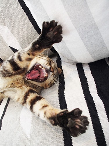 隣の銀次がいきなり大あくび