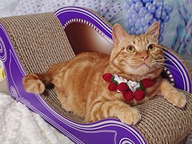 肩乗り猫のアメショ「ひなた」　夜はニャンズ全員で大運動会