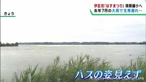 宮城・伊豆沼のはすまつり　大雨による生育遅れで迫会場の開催を断念