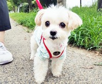 るるちゃんはNさんという預かりボランティアさんのもとで過ごすことになりました