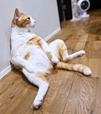 壁によりかかってくつろぐぽーちゃん（画像提供：ぽーの呟き…ときどきテトさん）