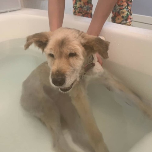 はじめての湯舟、気持ちいいワン