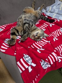 寝る時は仰向けのポンタくん（きゃしゃ～んさん提供）