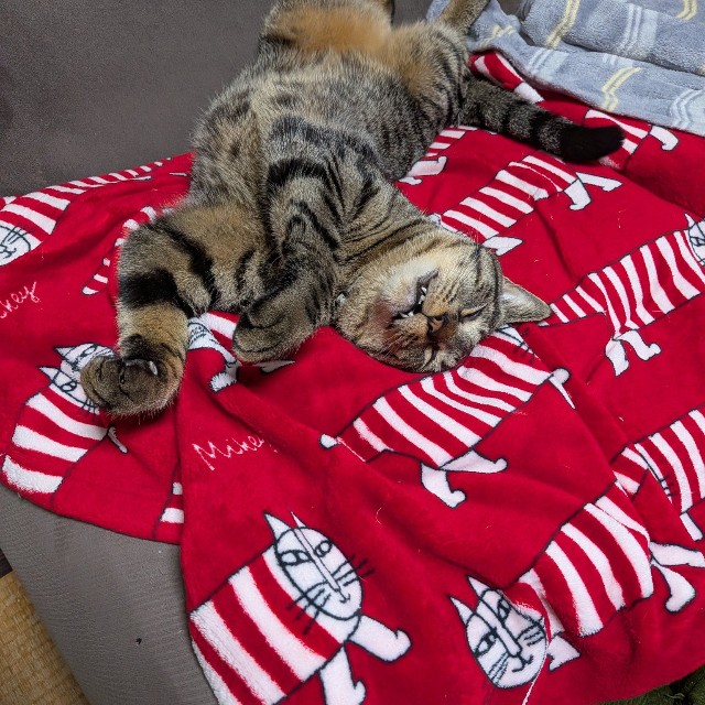 寝る時は仰向けのポンタくん（きゃしゃ～んさん提供）