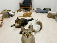 「以上、現場からお送りいたしました！」風のクーちゃん（提供：キャットアパートメントコーヒー＠元・町家猫カフェ）