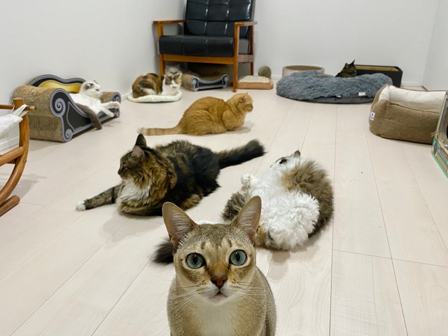 「以上、現場からお送りいたしました！」風のクーちゃん（提供：キャットアパートメントコーヒー＠元・町家猫カフェ）