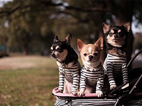 チワワの親子キキトイジジ、８年物の愛用品から便利グッズまで