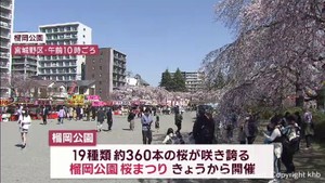 花見シーズン到来　４年ぶりににぎわい戻る　仙台・榴岡公園
