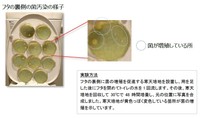 フタの裏側の菌汚染の様子（提供画像）