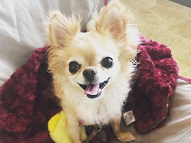 ずっと来たかったドッグカフェでホッとひと息　チワワ「ココア」