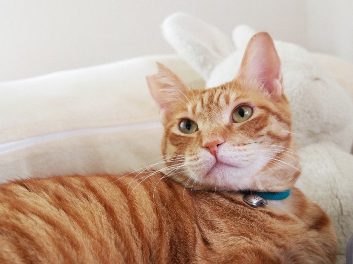 愛され猫の貫禄十分