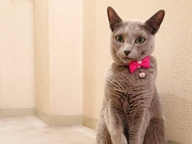 おやつの時に「お手」と「おかわり」をするニャ　ツンデレなロシアンブルー「しあん」