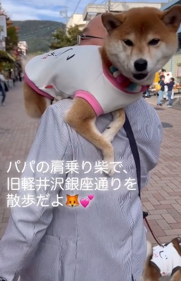 パパの肩乗りでお散歩するこうめちゃん（柴犬三姉妹の飼い主さん提供、IInstagramよりキャプチャ撮影）