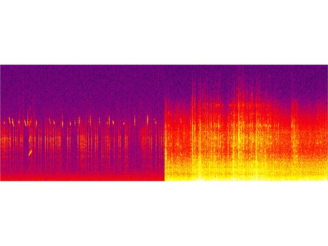 沖縄の森で捕まえた音から生物多様性が見えてくる：朝日新聞GLOBE＋