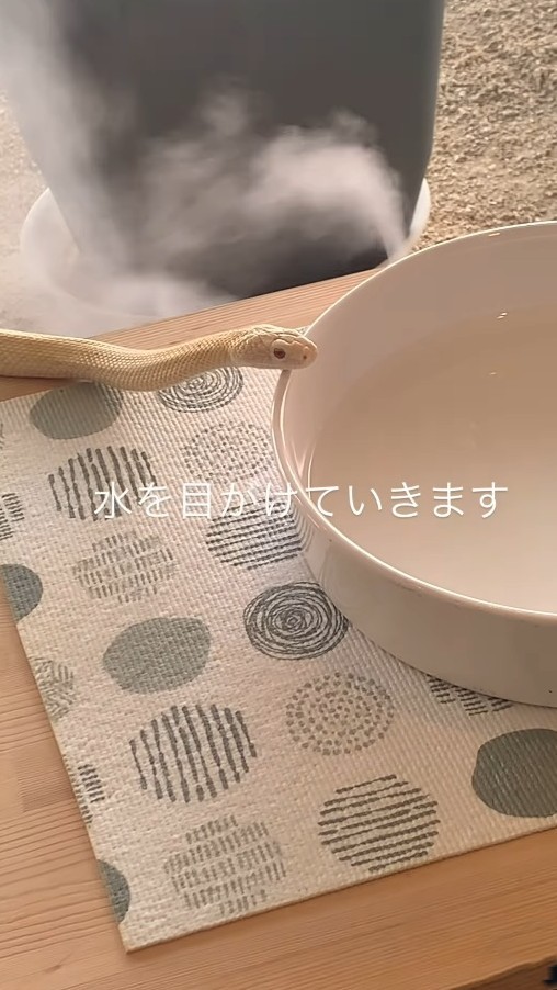 水目がけていきます（「𝑺𝑯𝑼𝑵𝑺𝑲」さん提供、Instagramよりキャプチャ撮影）