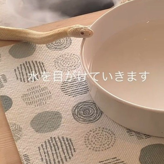 水目がけていきます（「𝑺𝑯𝑼𝑵𝑺𝑲」さん提供、Instagramよりキャプチャ撮影）