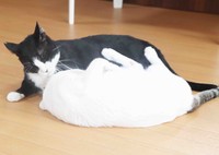 じゃれ合う猫