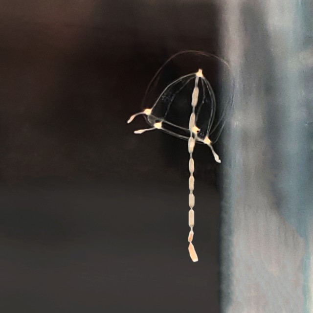 ジュズクラゲ（提供・京都水族館）