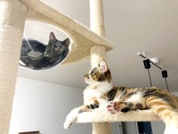 キャットタワーの透明ハンモックに入ってくつろぐてまりちゃんと、それを見つめる先住猫のひなちゃん（画像提供：ひなてまリンさん）