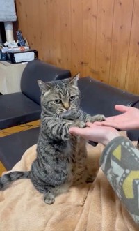 「せっせっせ～の…♫」（動画からキャプチャー／提供：はると さん）