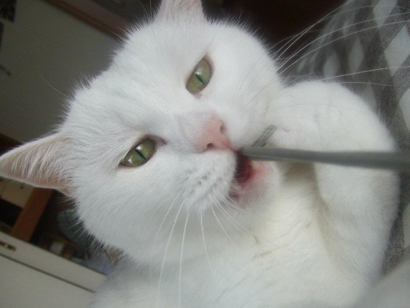 矢沢さんが最初に暮らしたノンノン　（矢沢さん提供）