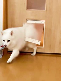 勢いよくドアを通り抜けたスノちゃん（画像提供：いのさん）