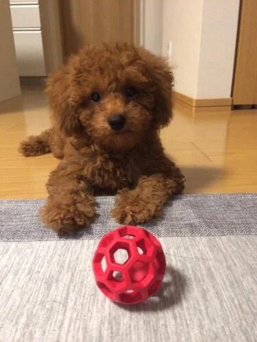 家にきたころの「ここ」


