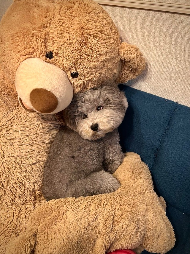 掃除機が怖いとぬいぐるみの陰に隠れる＝レノン&れあるさん（@Renon_Rearu）提供