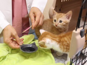 子猫のうちに学びたいこと？　動物病院の「子猫塾」を拝見