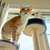 キャットタワーの上から高みの見物