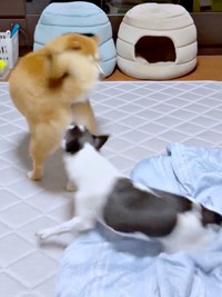 いくらちゃんが勢いよく起き上がって飛びかかります（画像提供：林さん）