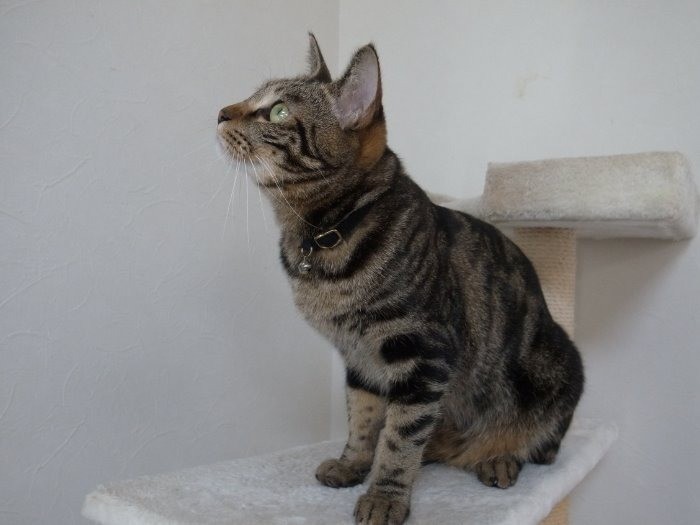 おとなになった「直虎」