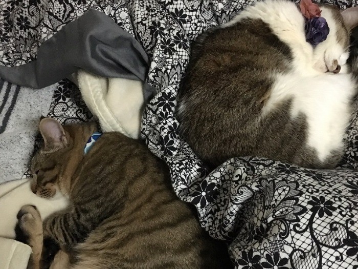 距離を保ってね、レオくん