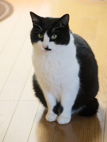 まるまると太っている、ぽんた（小林写函撮影）