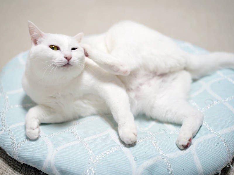 表情が妙にセクシー（sangorukaさん提供）