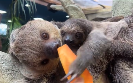 マロロ用のニンジンを横取りするコロロ（那須どうぶつ王国のTwitterの動画のキャプチャ画像）
