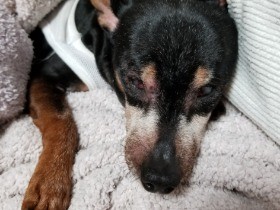 夜中にウロウロ、頻尿、夜鳴き　初めての「老犬」との暮らし