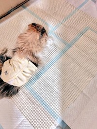 ハイシニア期にはトイレの失敗が増えたため、足が滑らないようにペットシーツの上に100均の滑り止めをつけていた